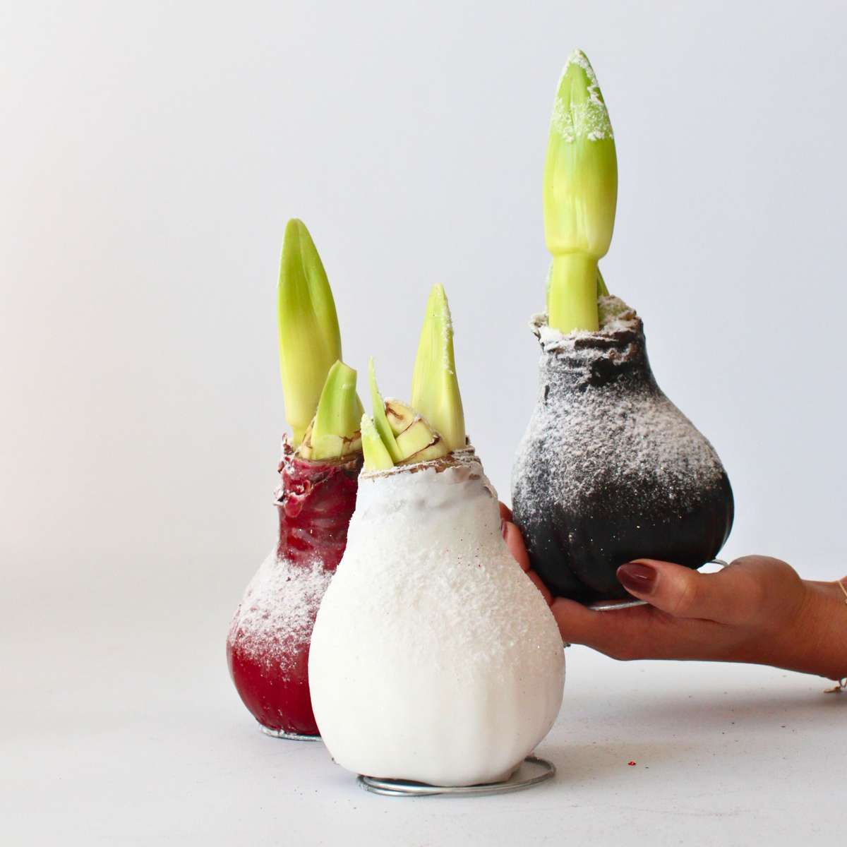 Amaryllis - Hippeastrum 'Wax Snow Mix' - Bulbe de fleur - Rouge