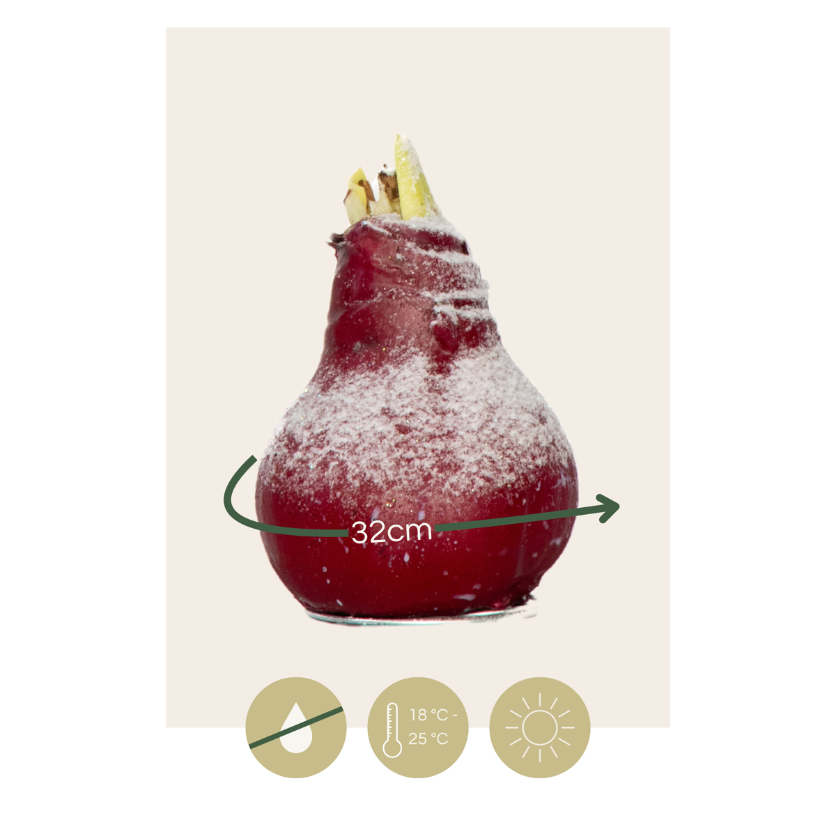 Amaryllis - Hippeastrum 'Wax Snow Mix' - Bulbe de fleur - Rouge