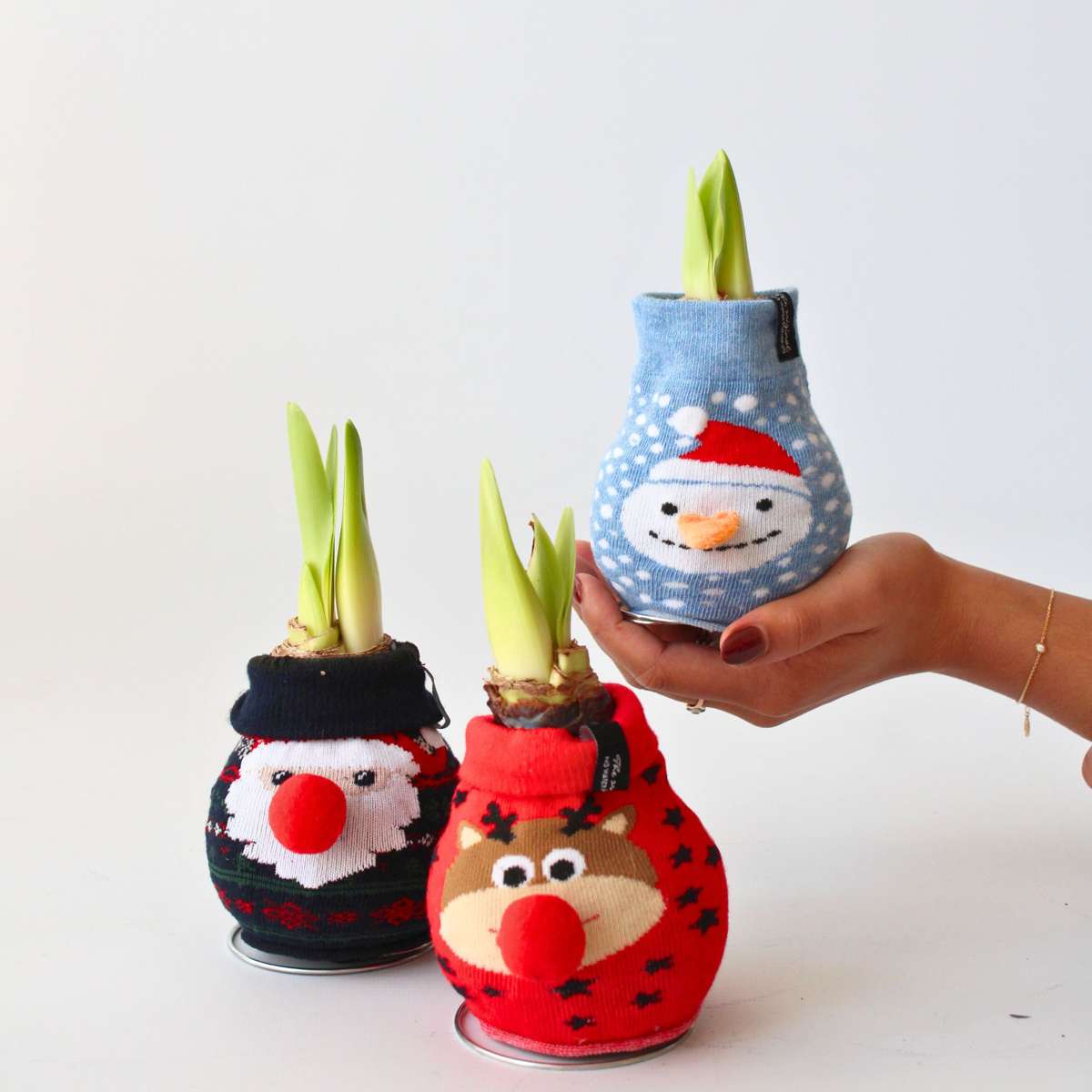 Amaryllis - Hippeastrum 'Reindeer Sweater' - Flower Bulb - Red