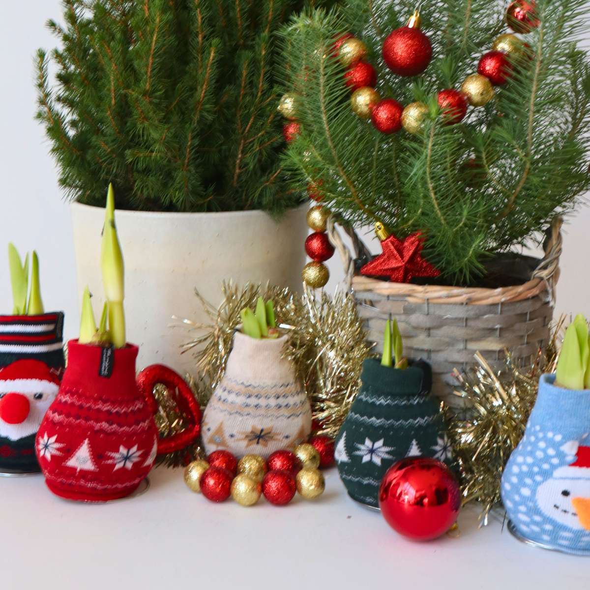 Amaryllis - Hippeastrum 'Santa Sweater' - Bulbe de fleur - Rouge