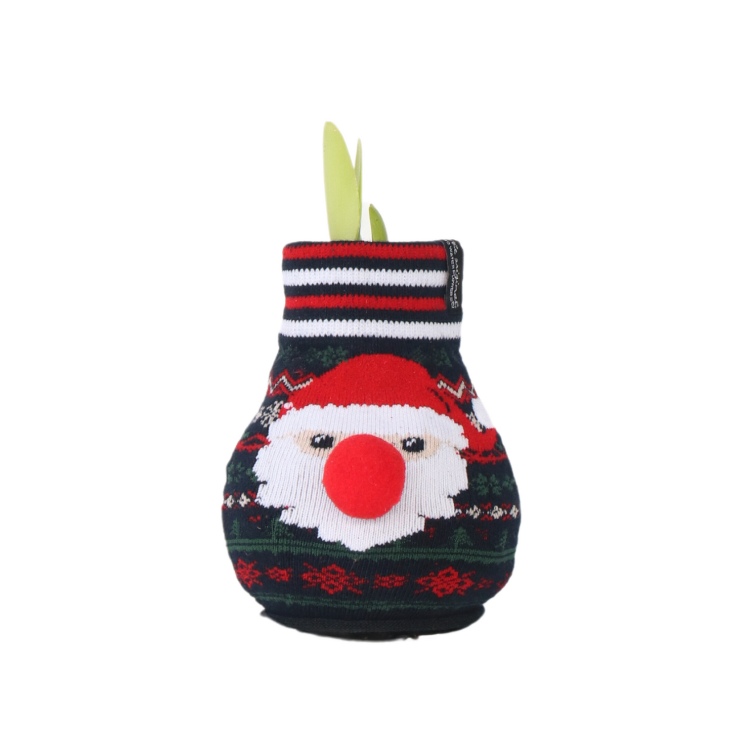 Amaryllis - Hippeastrum 'Santa Sweater' - Flower Bulb - Red