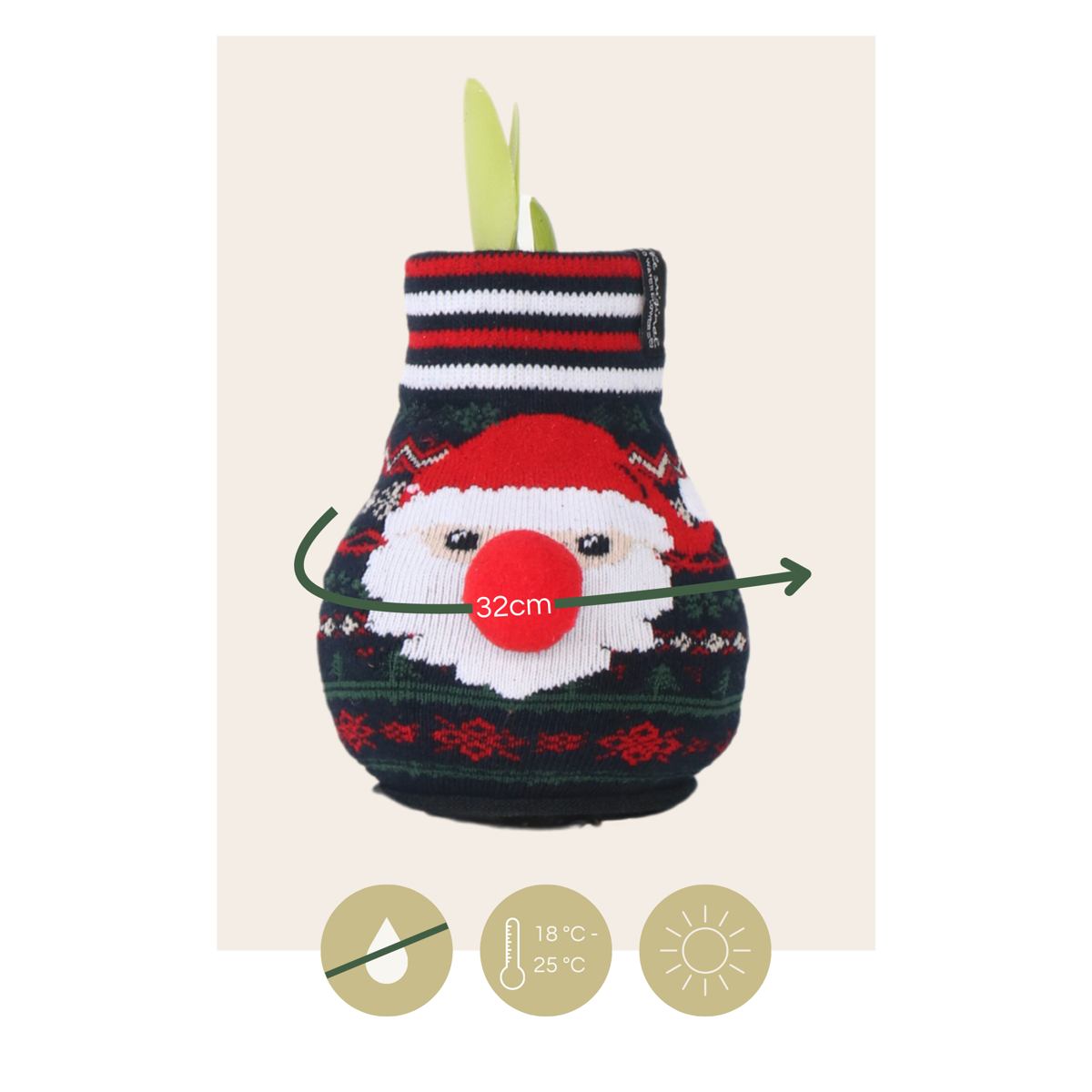 Amaryllis - Hippeastrum 'Santa Sweater' - Flower Bulb - Red