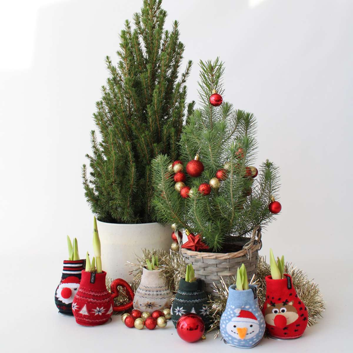 Amaryllis - Hippeastrum 'Snowman Sweater' - Flower Bulb - Red