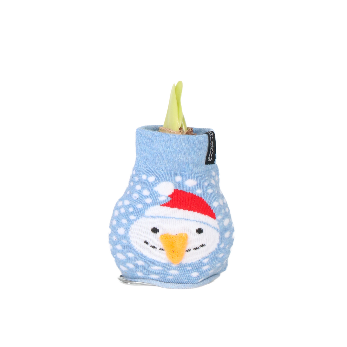 Amaryllis - Hippeastrum 'Snowman Sweater' - Flower Bulb - Red