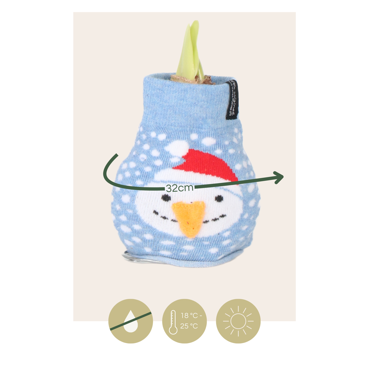Amaryllis - Hippeastrum 'Snowman Sweater' - Flower Bulb - Red
