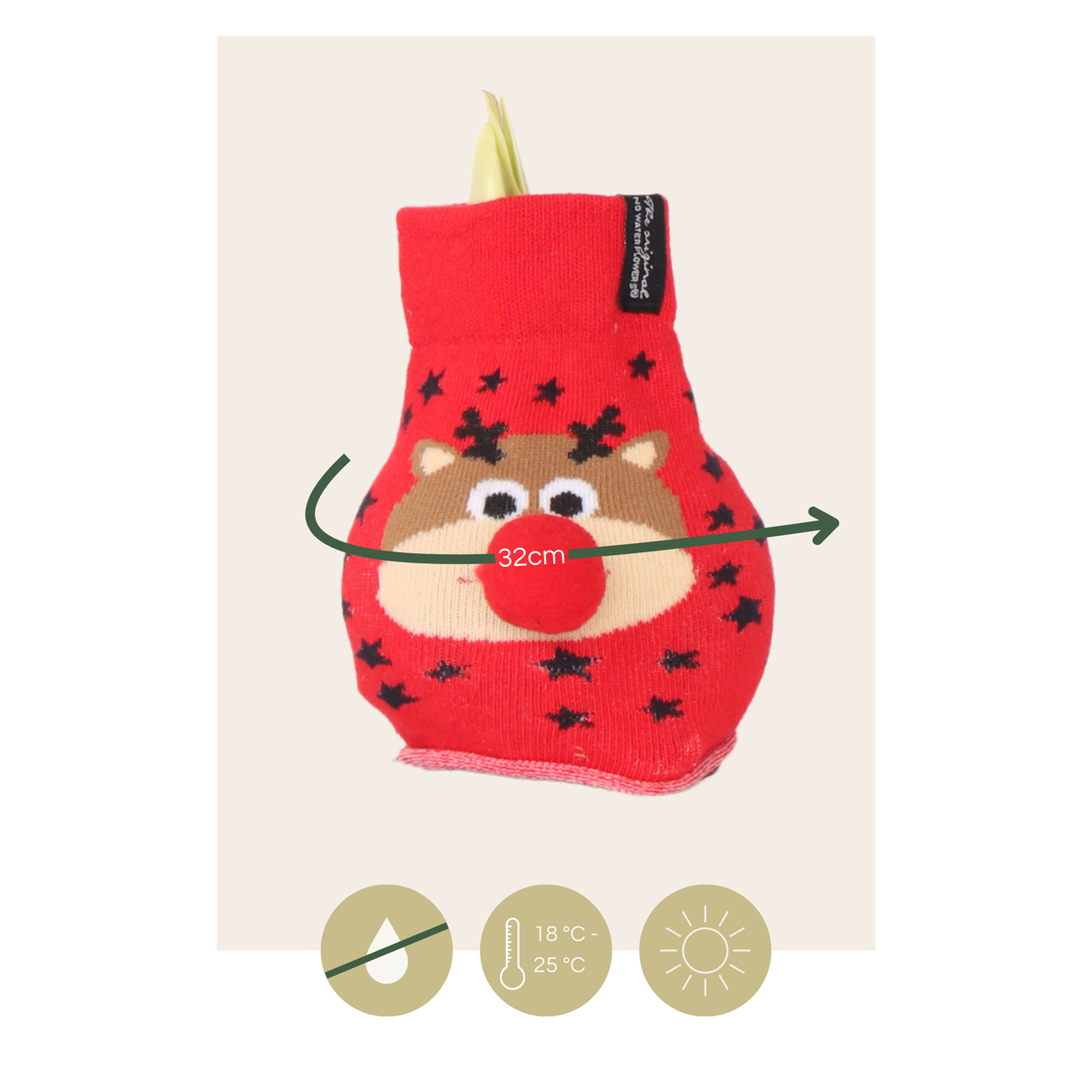 Amaryllis - Hippeastrum 'Reindeer Sweater' - Flower Bulb - Red