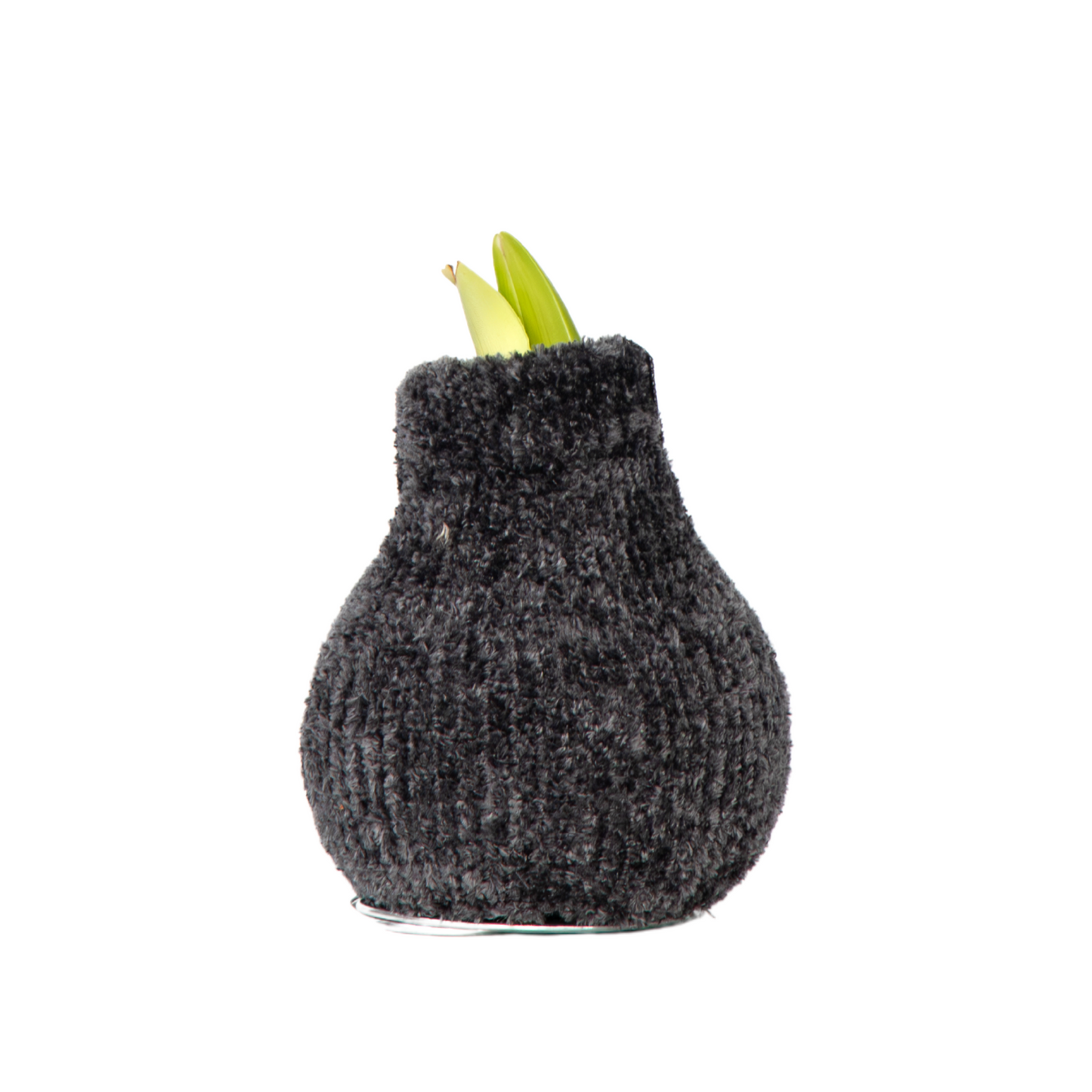 Amaryllis - Hippeastrum 'Cozy Teddy Gray' - Flower Bulb - Red