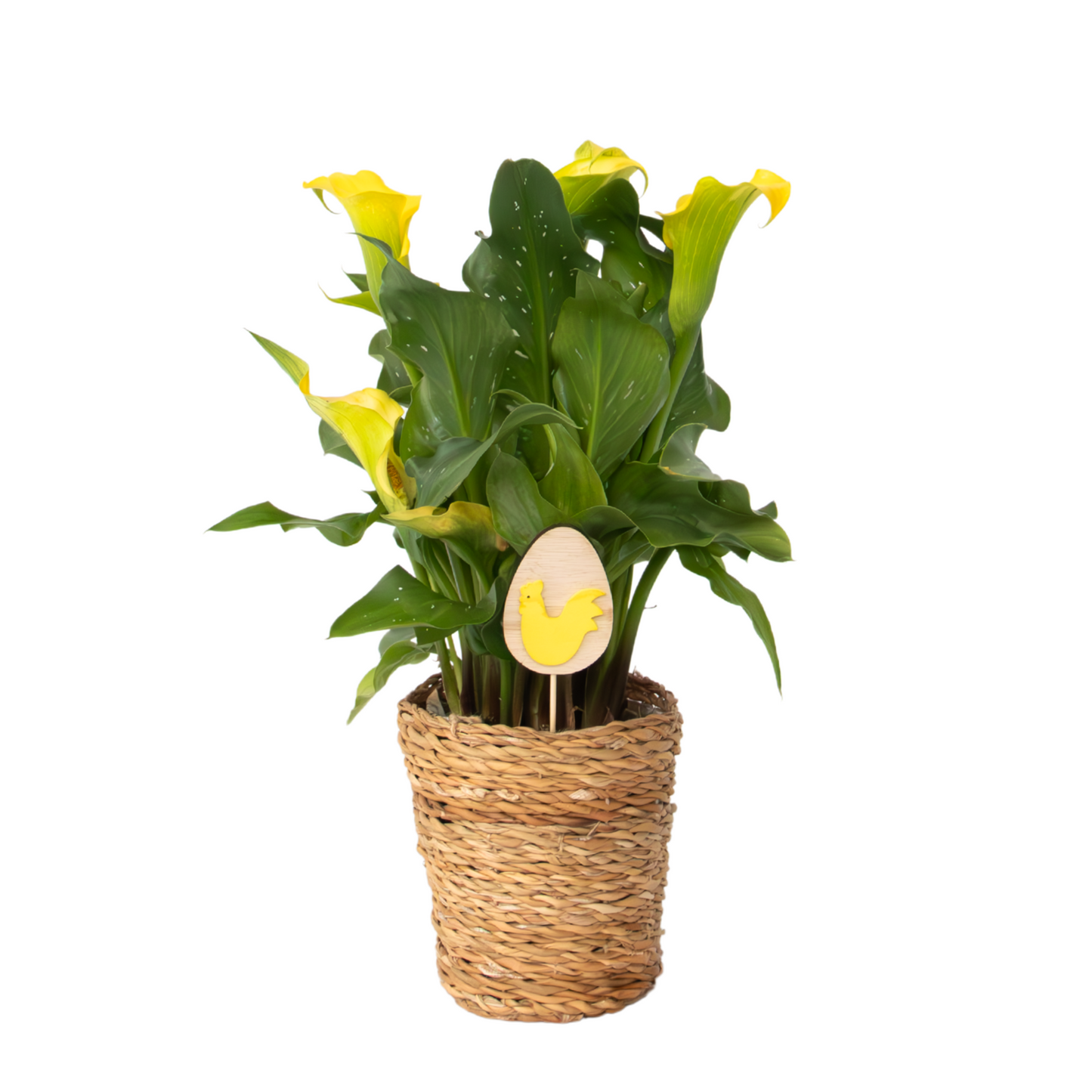 Calla 'Ruby' - Arum - Jaune - Hauteur 30-40cm - ⌀12cm