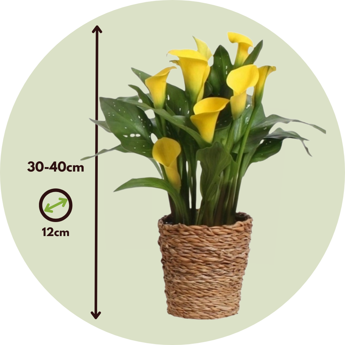 Calla 'Ruby' - Arum - Jaune - Hauteur 30-40cm - ⌀12cm