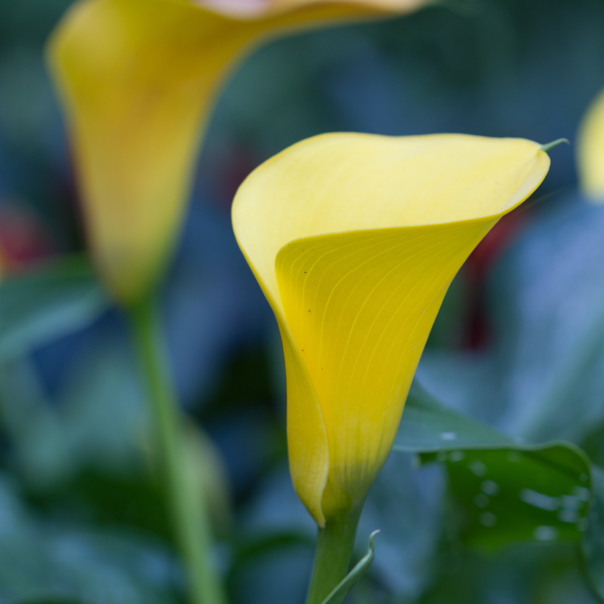 Calla 'Zara' - Arum - Jaune - Hauteur 30-40cm - ⌀12cm