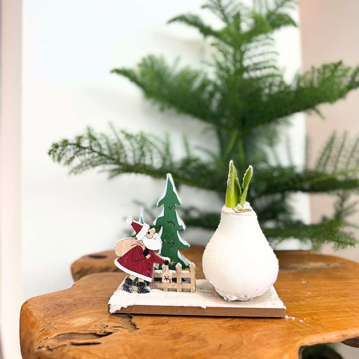 Amaryllis - Hippeastrum 'Pays des Merveilles Père Noël'