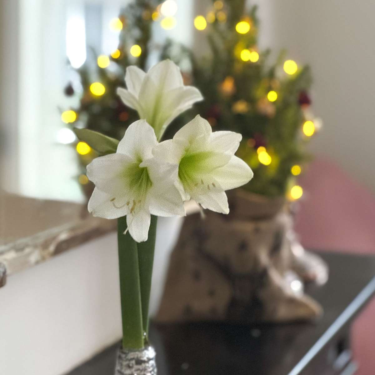 Amaryllis - Hippeastrum 'Couronne de Noël' - Argent