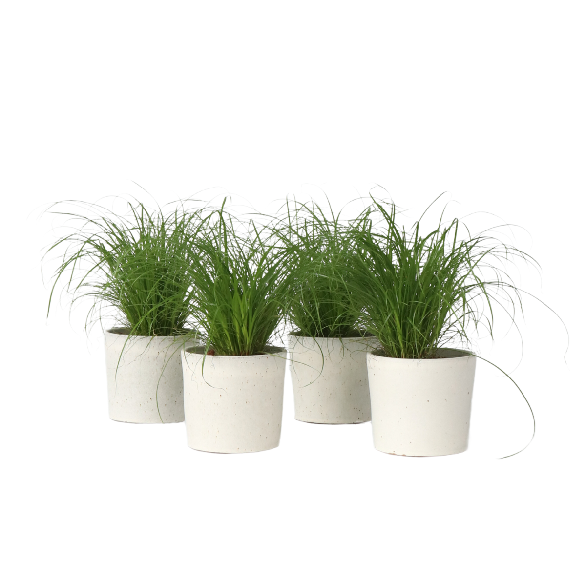 Herbe à chat - Set de 4 - Cyperus zumula - Hauteur 30-40cm - ⌀12cm