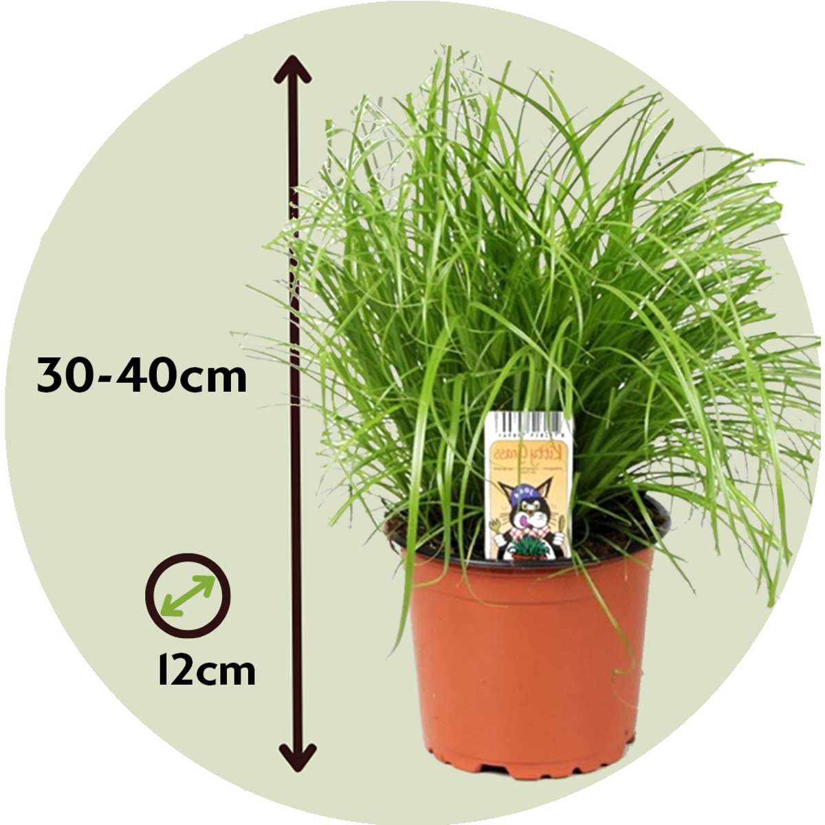 Herbe à chat - Set de 4 - Cyperus zumula - Hauteur 30-40cm - ⌀12cm