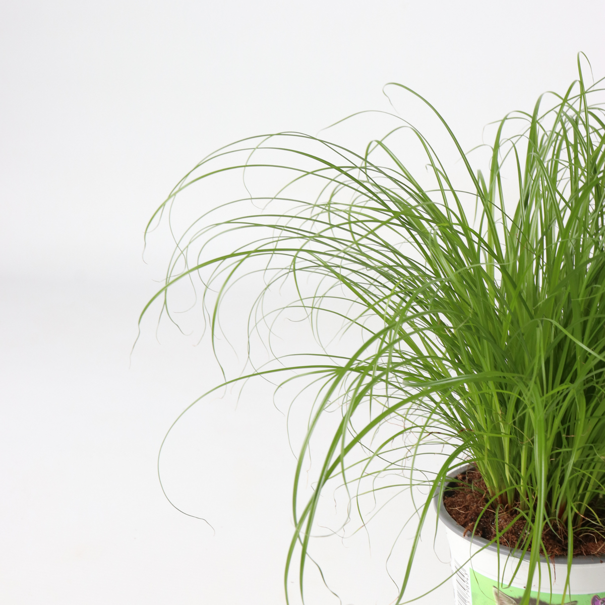 Herbe à chat - Set de 6 - Cyperus zumula - Hauteur 30-40cm - ⌀12cm