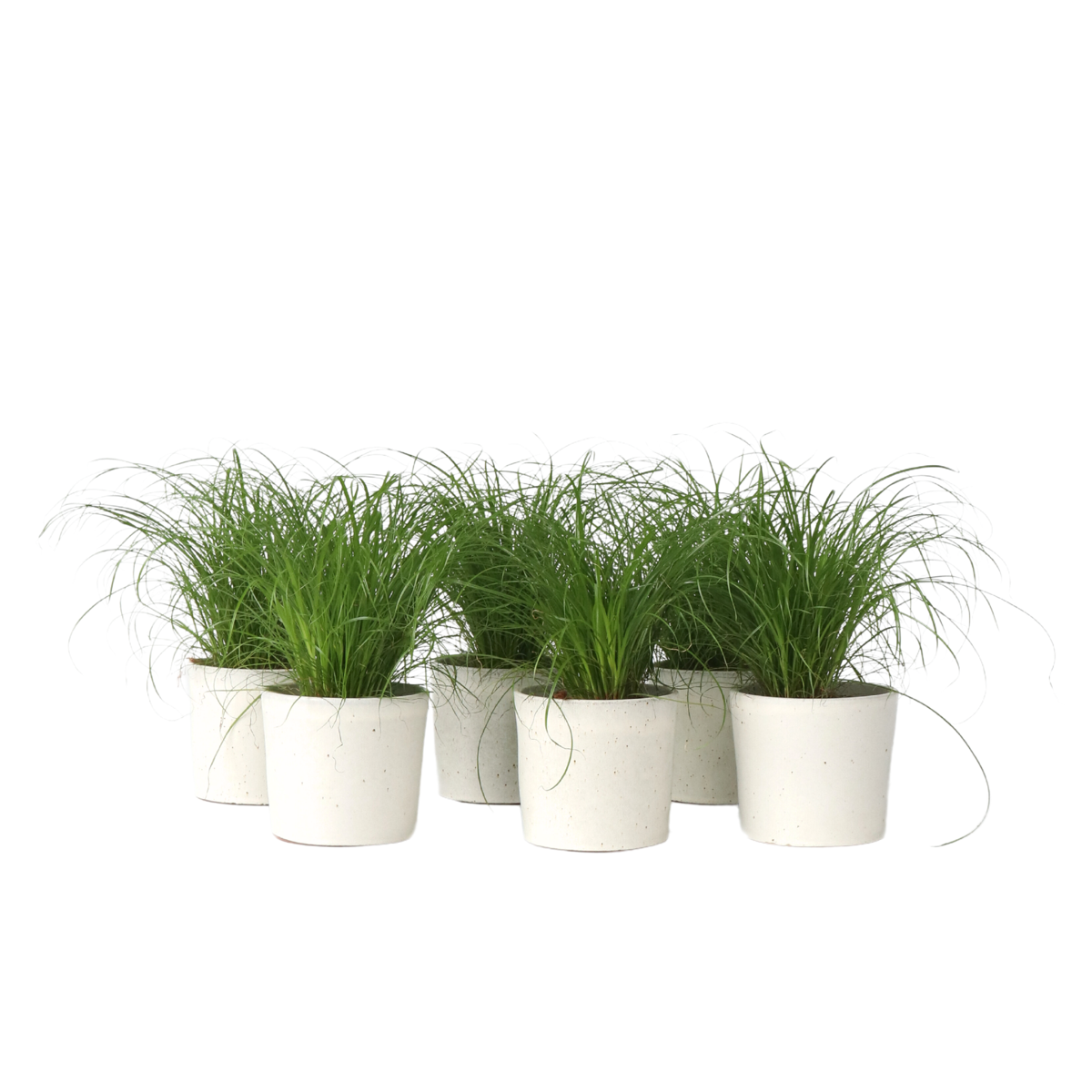 Herbe à chat - Set de 6 - Cyperus zumula - Hauteur 30-40cm - ⌀12cm
