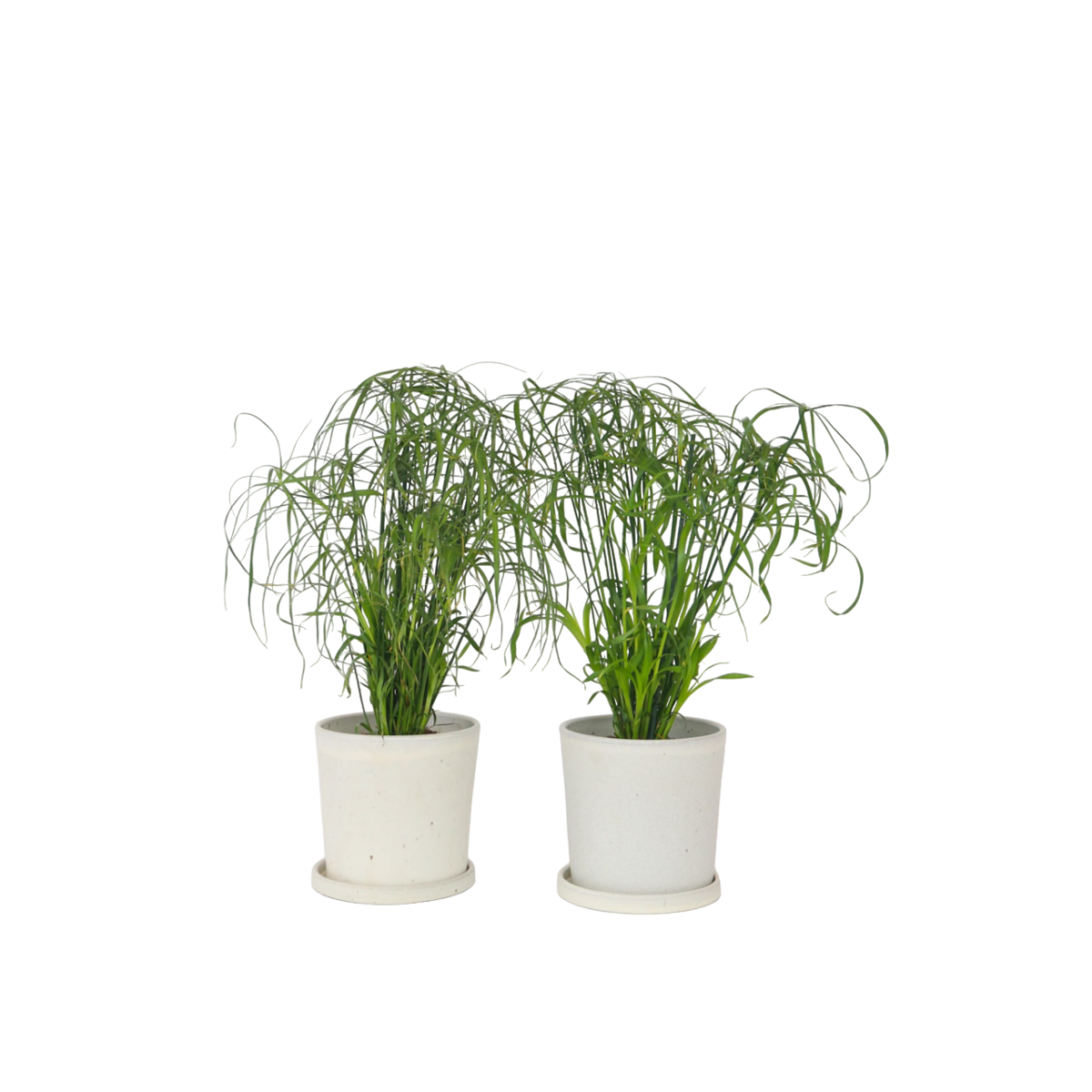 Papyrus - Set de 2 - Cyperus alternifolius - Hauteur 40-50cm - ⌀14cm