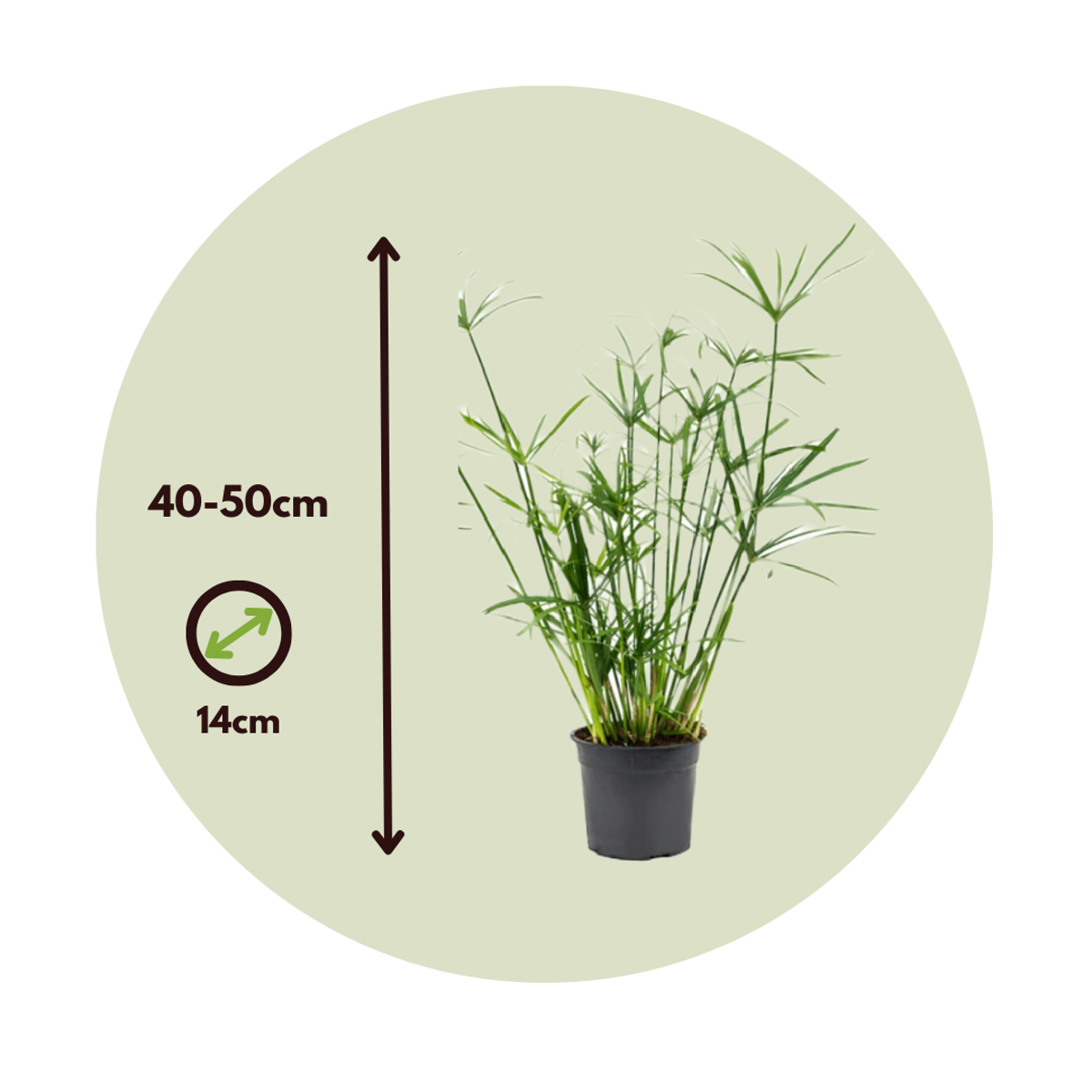 Papyrus - Set de 4 - Cyperus alternifolius - Hauteur 40-50cm - ⌀14cm - TD Plantz