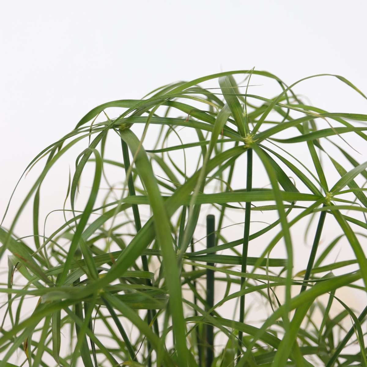 Papyrus - Set de 4 - Cyperus alternifolius - Hauteur 40-50cm - ⌀14cm - TD Plantz