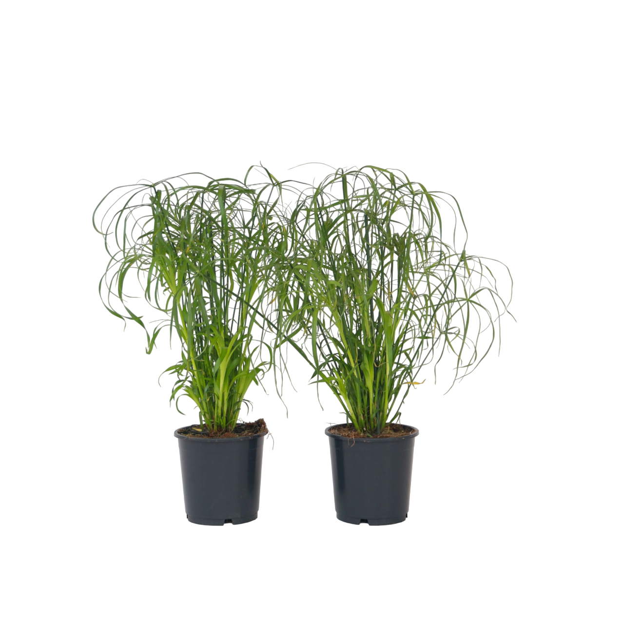 Papyrus - Set de 4 - Cyperus alternifolius - Hauteur 40-50cm - ⌀14cm - TD Plantz