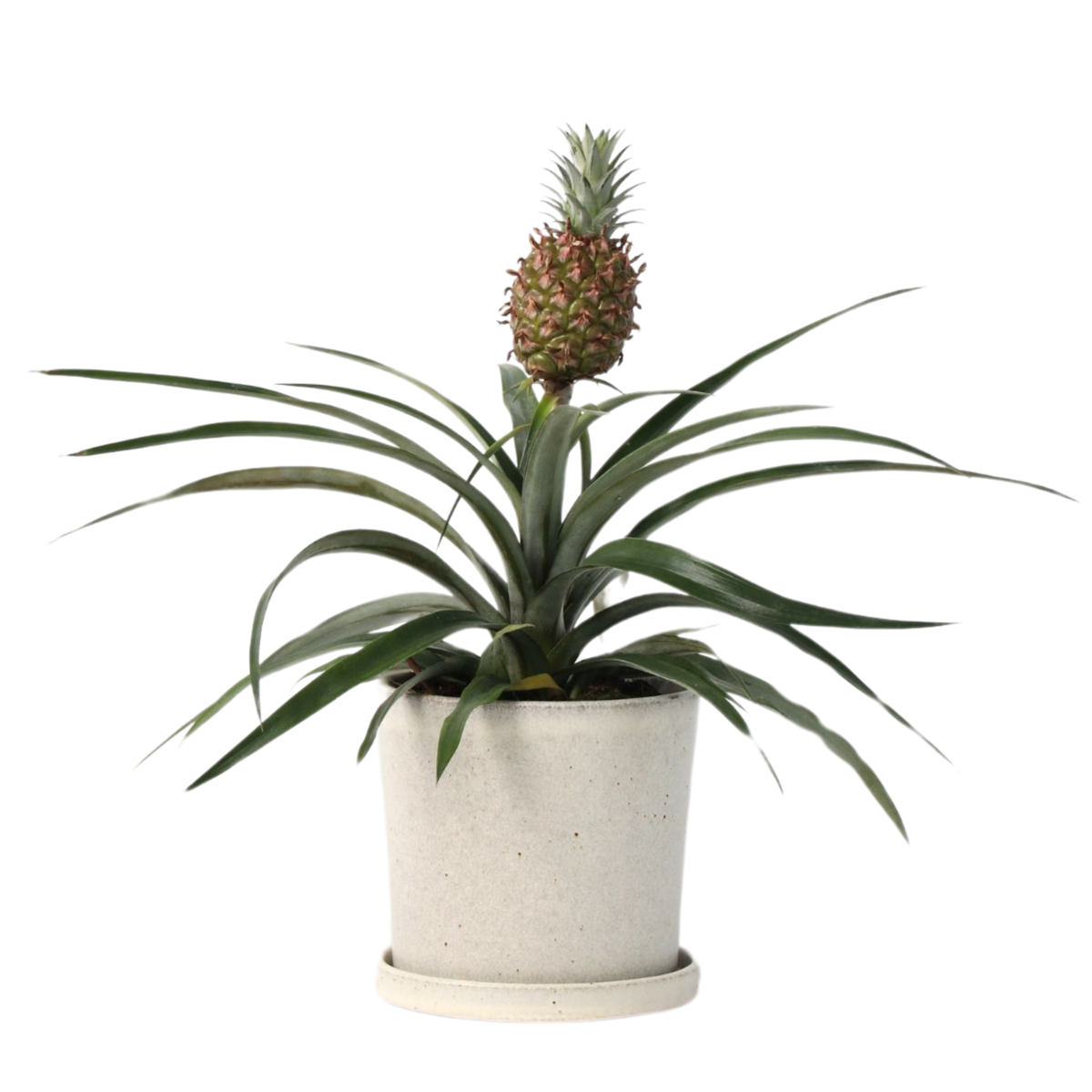 Miniature Pineapple plant - Ananas comosus 'Mi Amigo' - Height 35-45cm - ⌀12cm