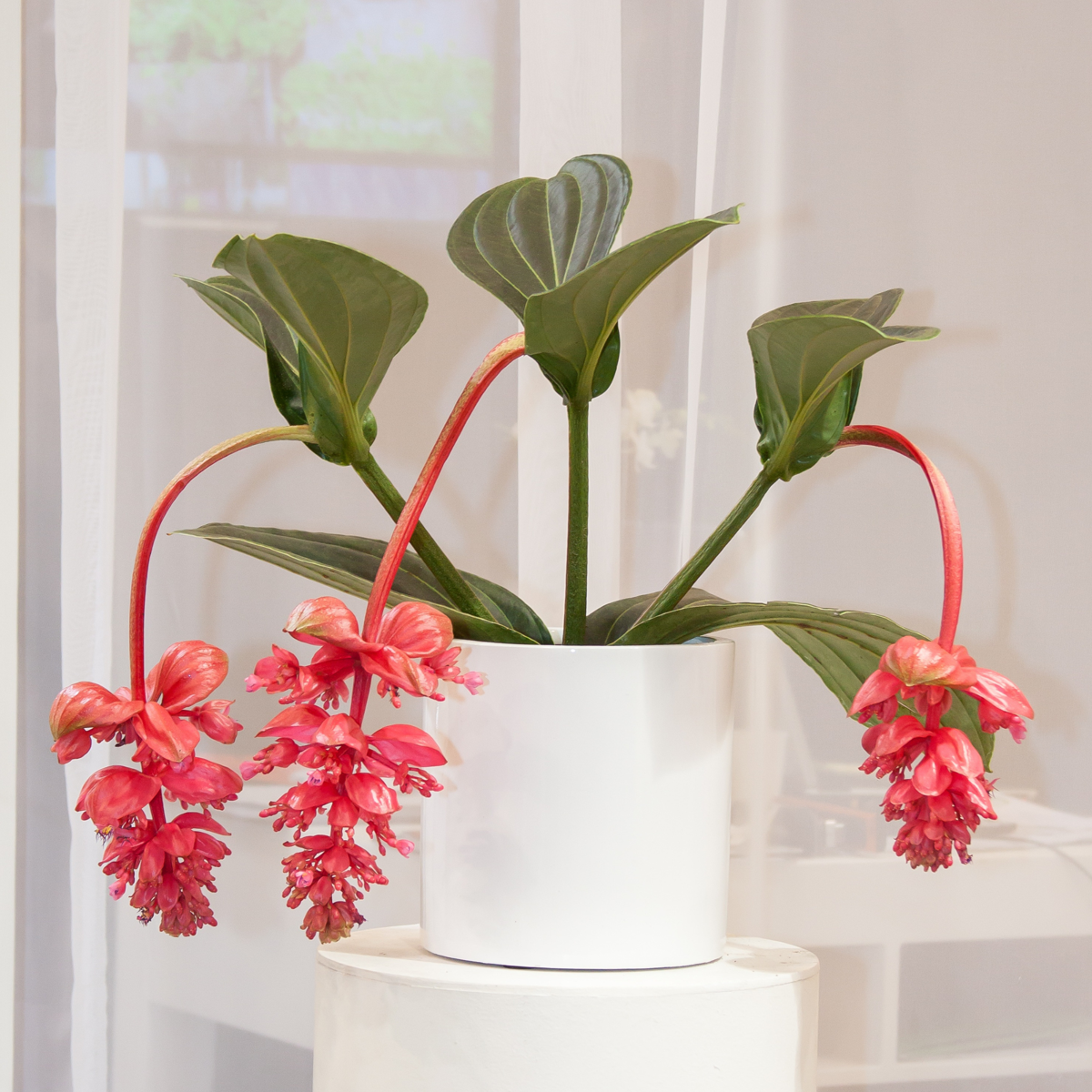 Medinille magnifique - Medinilla magnifica - Hauteur 40-50cm - ⌀17cm