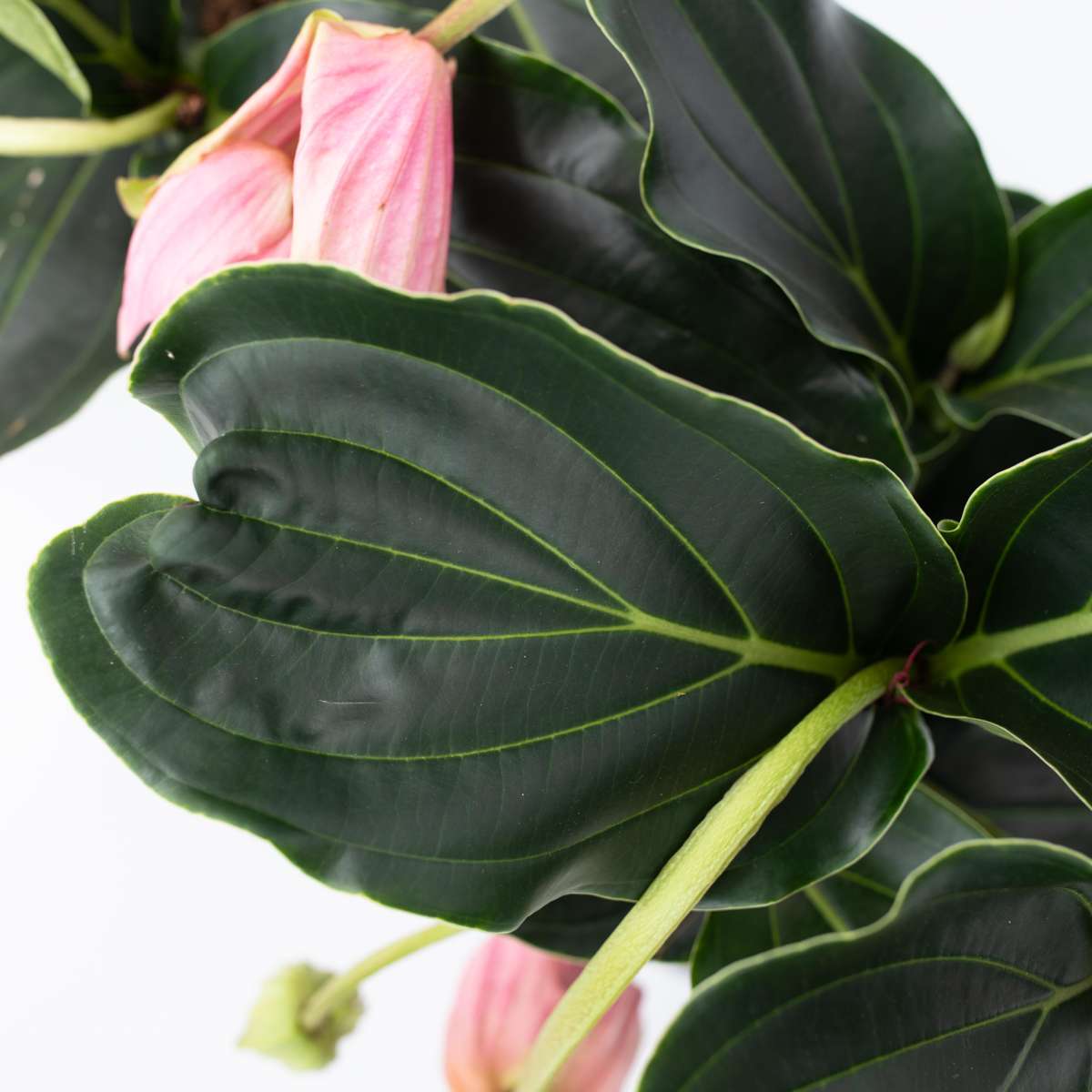 Medinille magnifique - Medinilla magnifica - Hauteur 40-50cm - ⌀17cm