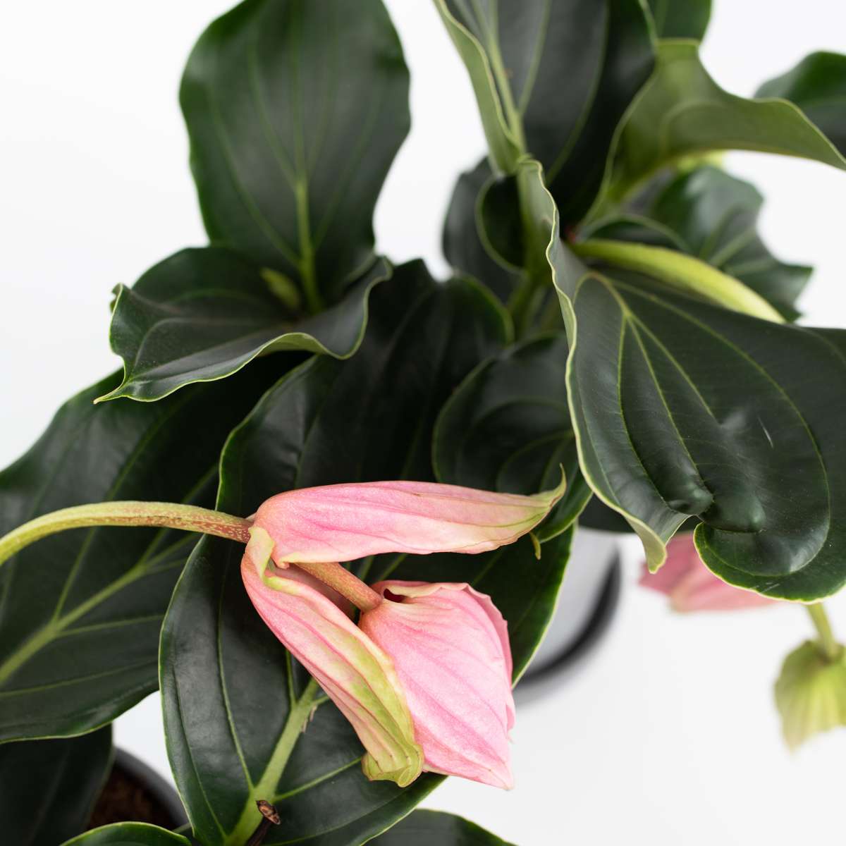 Medinille magnifique - Medinilla magnifica - Hauteur 40-50cm - ⌀17cm