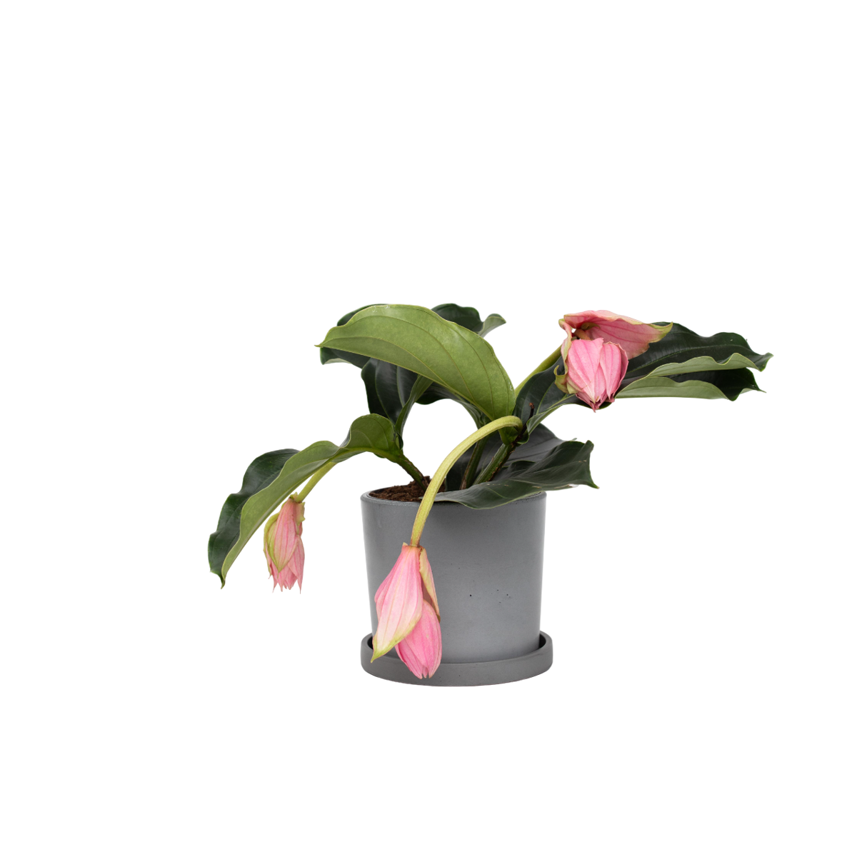 Medinille magnifique - Medinilla magnifica - Hauteur 40-50cm - ⌀17cm