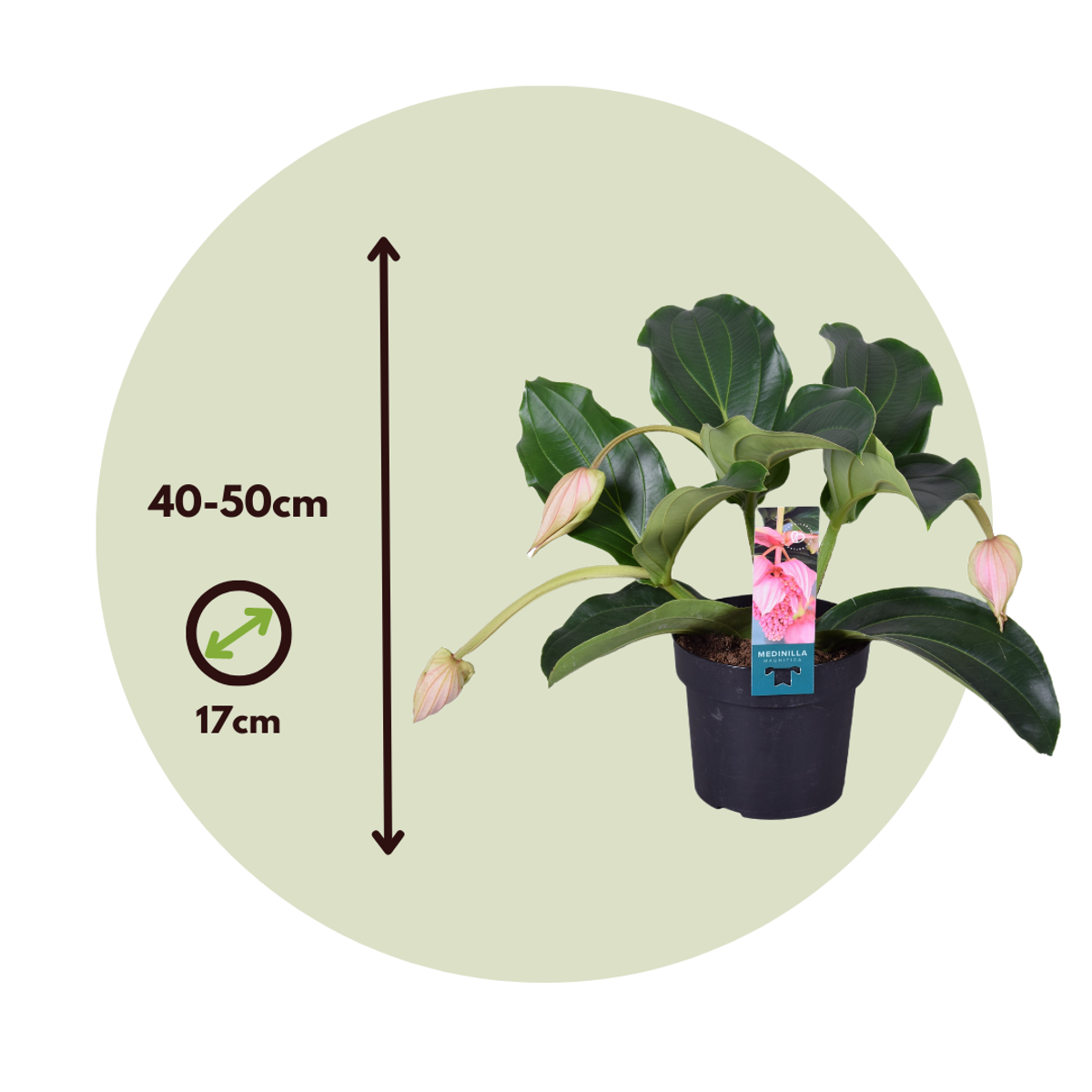 Medinille magnifique - Medinilla magnifica - Hauteur 40-50cm - ⌀17cm