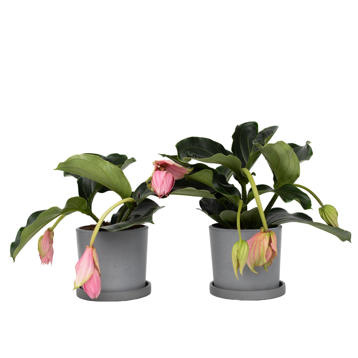 Medinille magnifique - Set de 2 - Medinilla magnifica - Hauteur 40-50cm - ⌀17cm