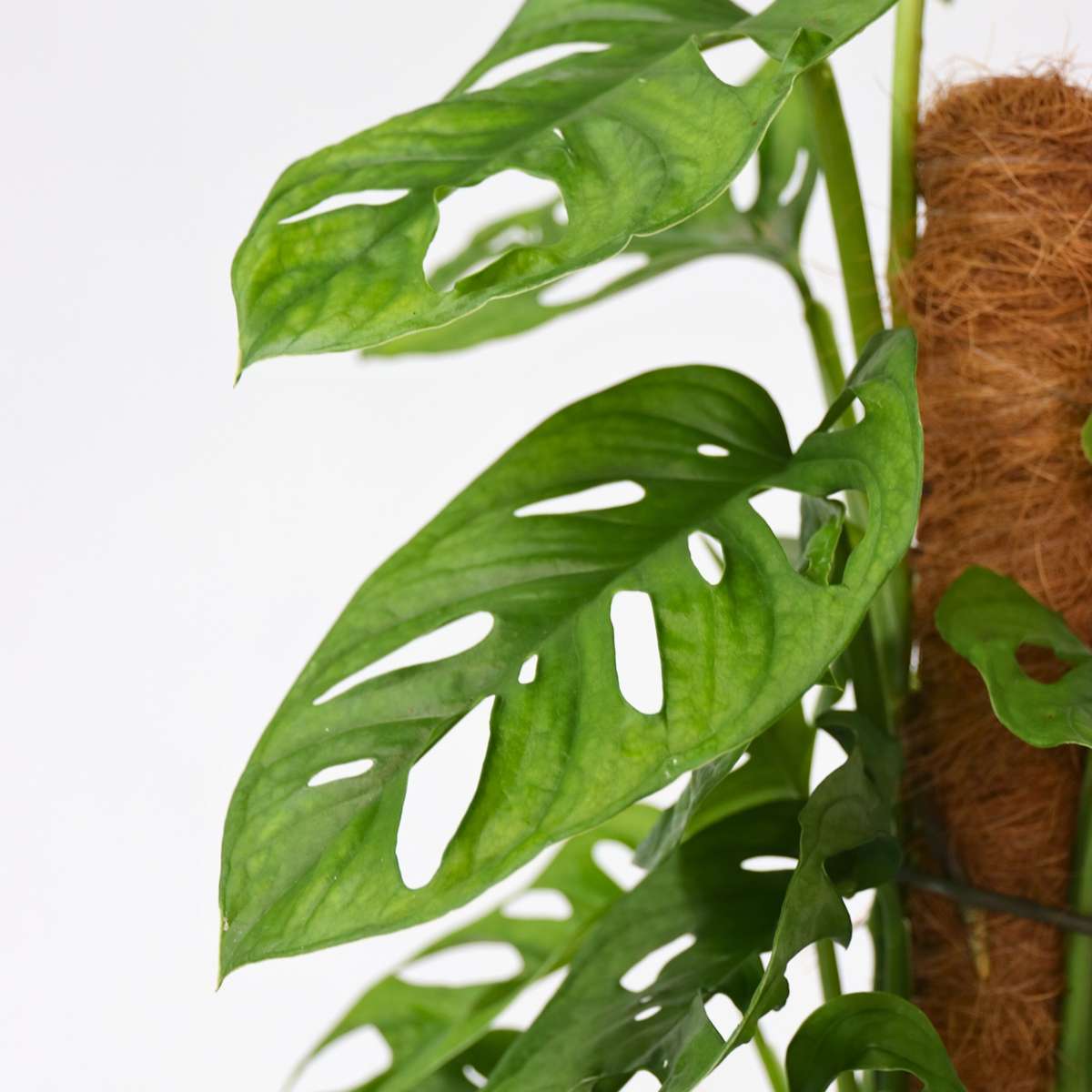 Plante à trous - Monstera adansonii 'Monkey Mask' - Hauteur 60-70cm - ⌀16cm