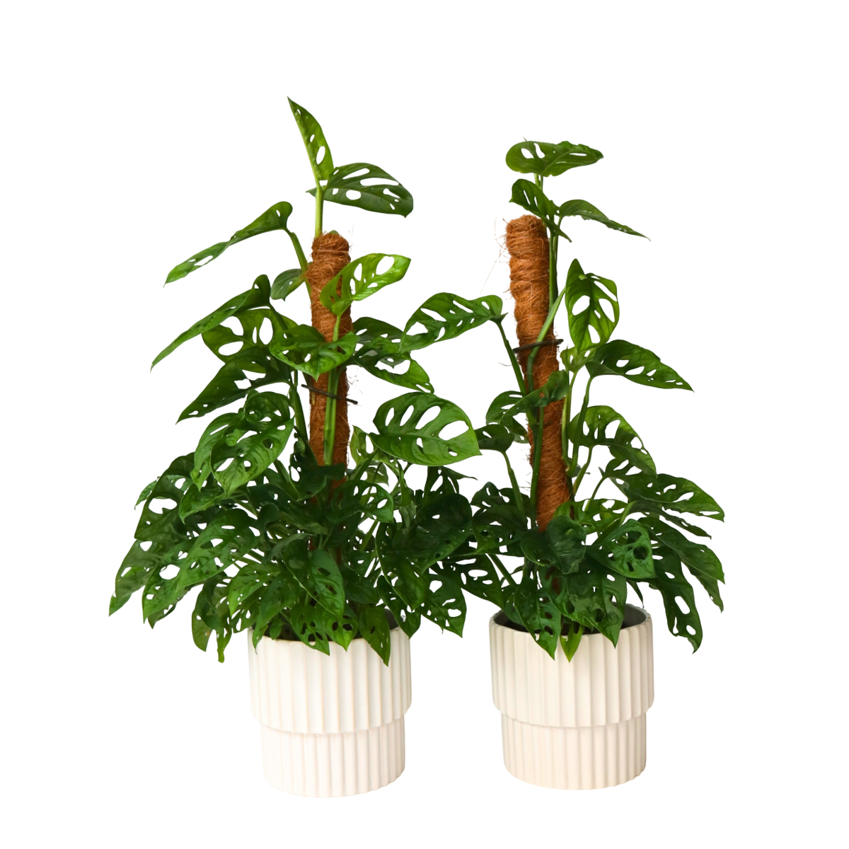 Plante à trous - Set de 2 - Monstera adansonii 'Monkey Mask' - H60-70cm - ⌀16cm