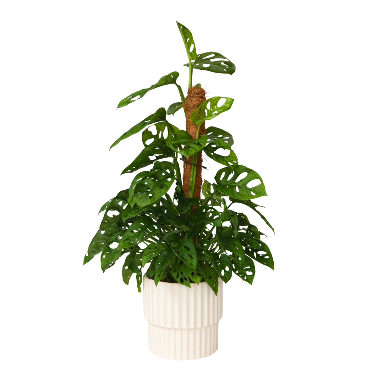 Plante à trous - Monstera adansonii 'Monkey Mask' - Hauteur 60-70cm - ⌀16cm