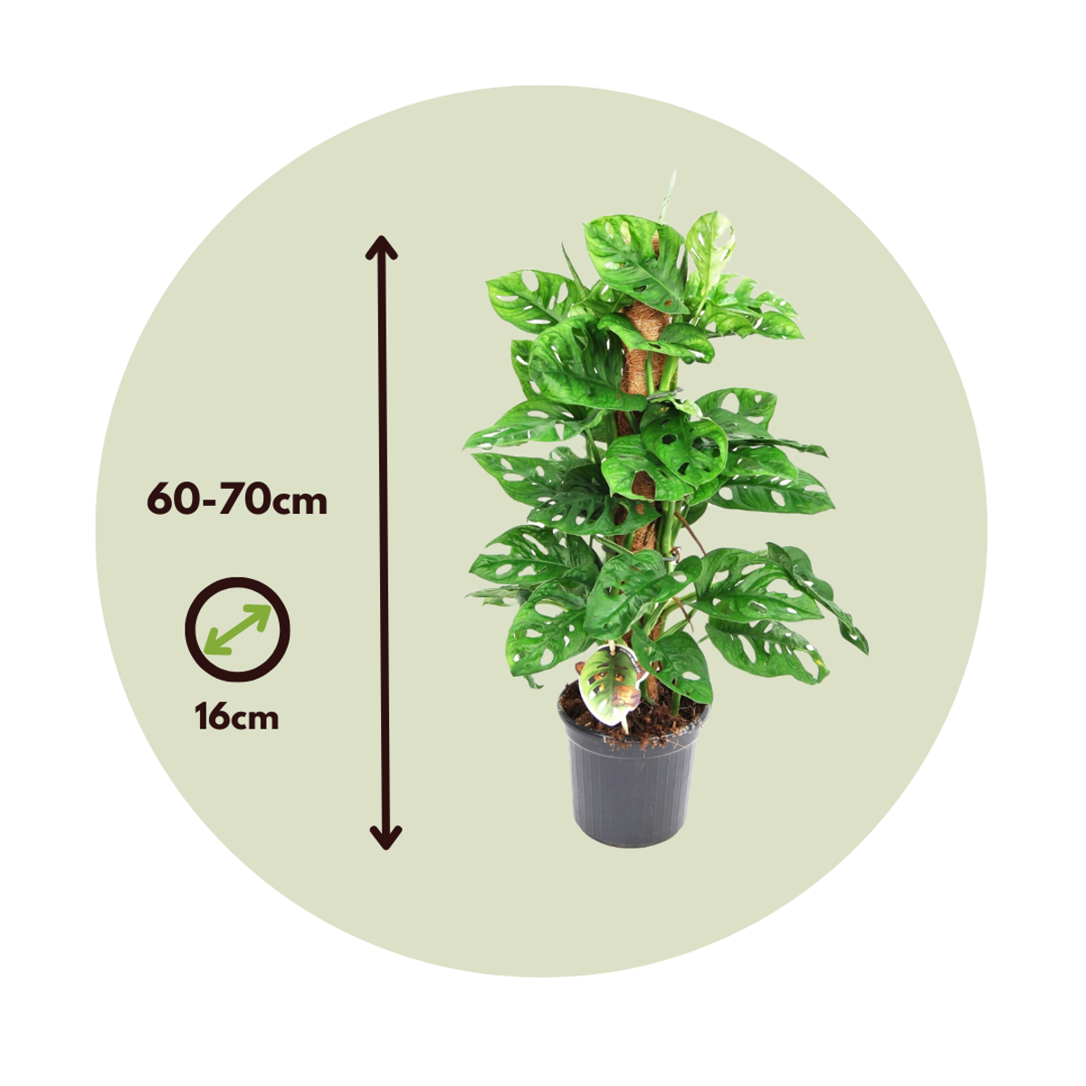 Plante à trous - Monstera adansonii 'Monkey Mask' - Hauteur 60-70cm - ⌀16cm