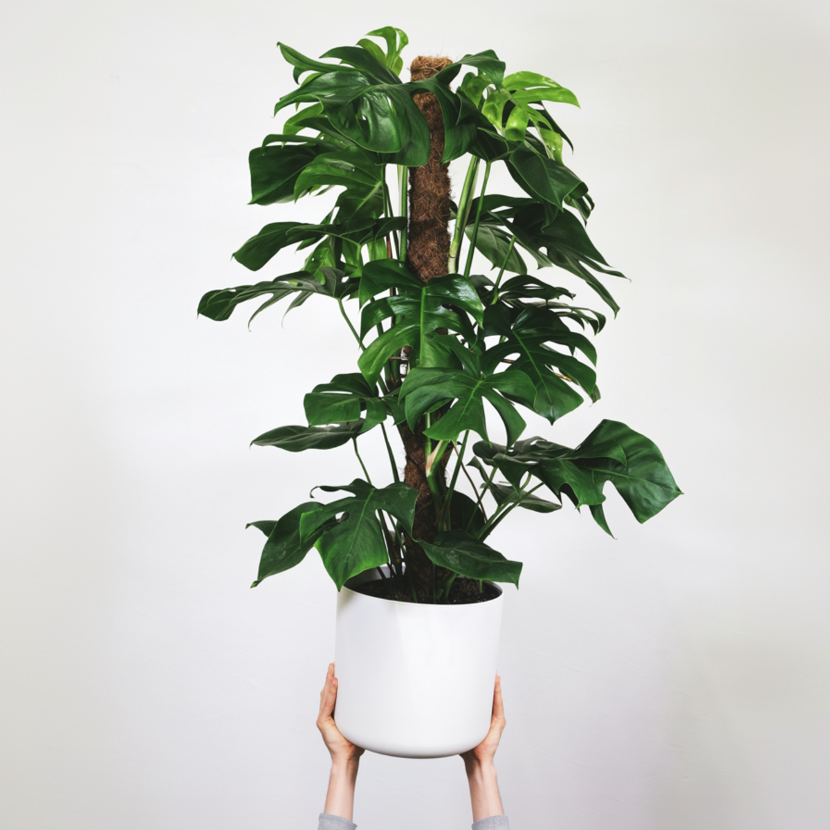 Plante à trous - Set de 2 - Monstera adansonii 'Monkey Mask' - H60-70cm - ⌀16cm