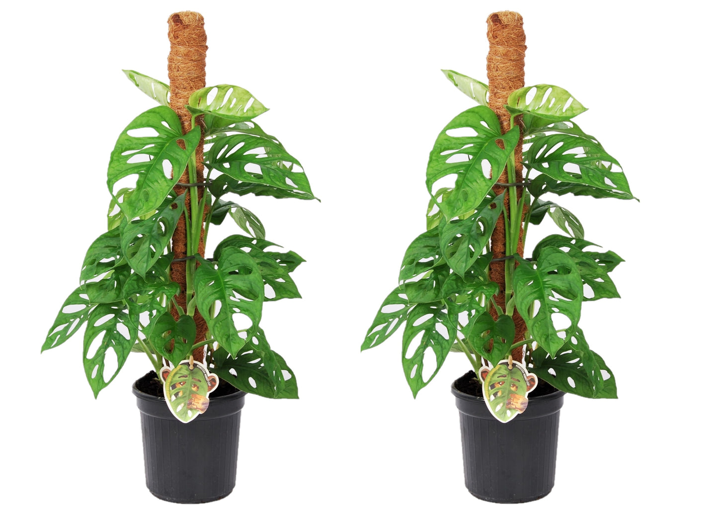 Plante à trous - Set de 2 - Monstera adansonii 'Monkey Mask' - H60-70cm - ⌀16cm