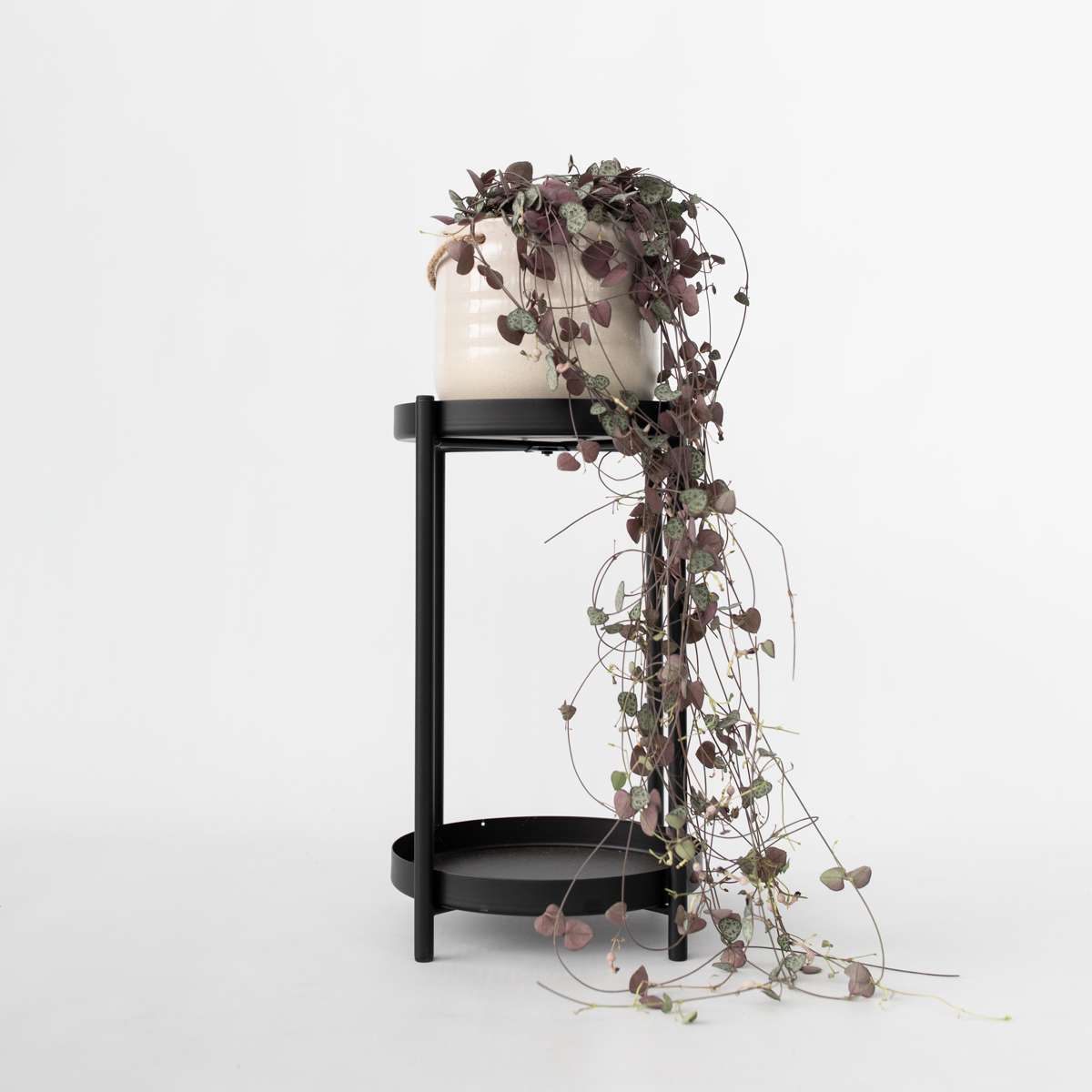 Chaîne des cœurs - Ceropegia linearis Woodii - Hauteur 20-30cm - ⌀14cm