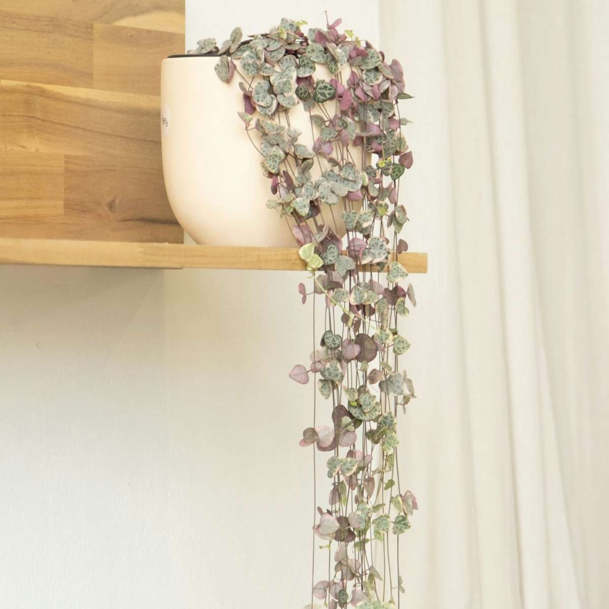 Chaîne des cœurs - Ceropegia linearis Woodii - Hauteur 20-30cm - ⌀14cm