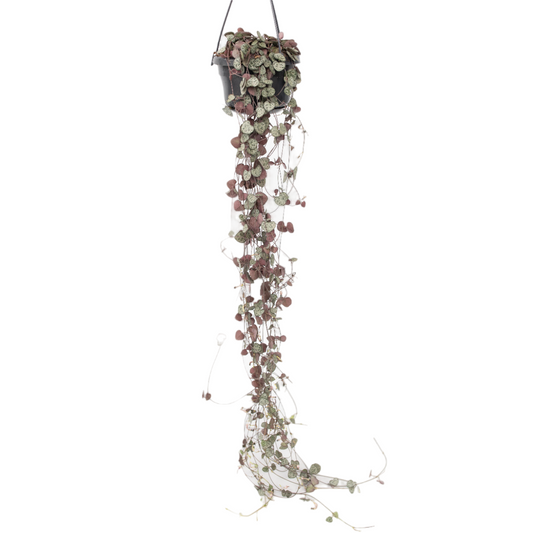 Chaîne des cœurs - Ceropegia linearis Woodii - Hauteur 20-30cm - ⌀14cm