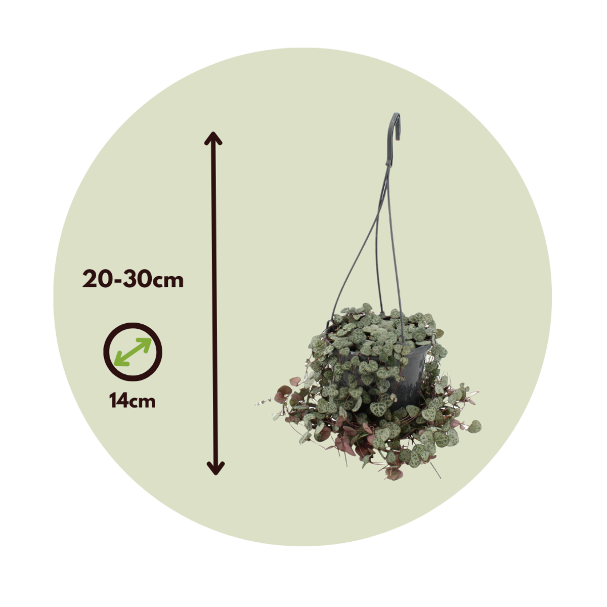Chaîne des cœurs - Set de 2 - Ceropegia linearis Woodii - H20-30cm - ⌀14cm