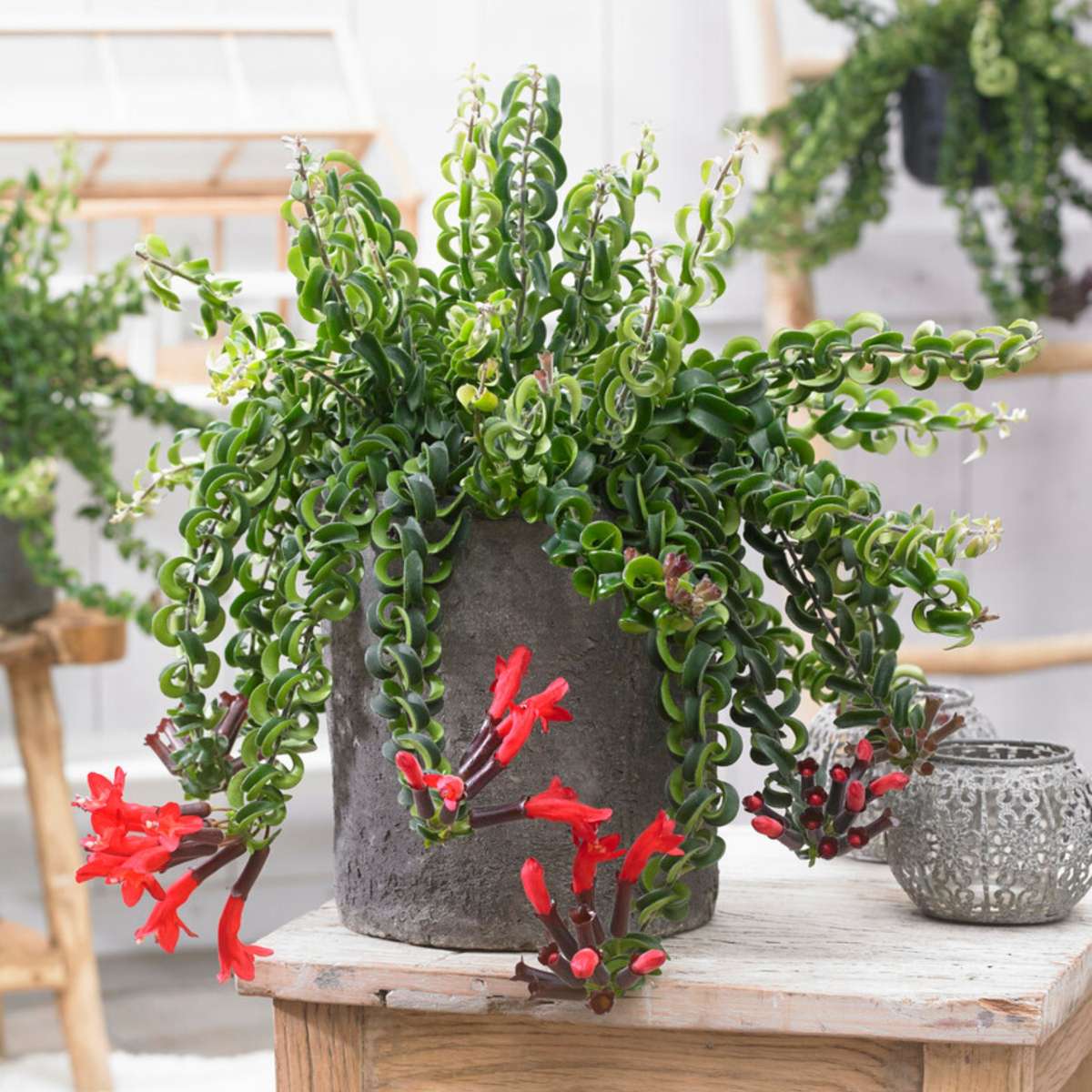 Plante rouge à lèvres - Aeschynanthus pulcher - Hauteur 20-30cm - ⌀15cm
