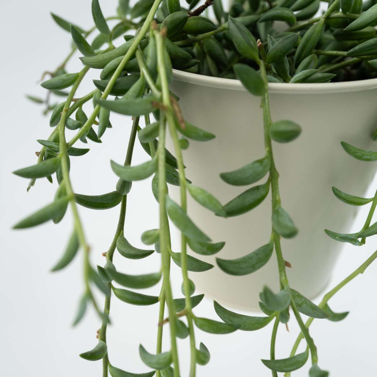 Collier de perles - Senecio radicans - Hauteur 10-20cm - ⌀12cm