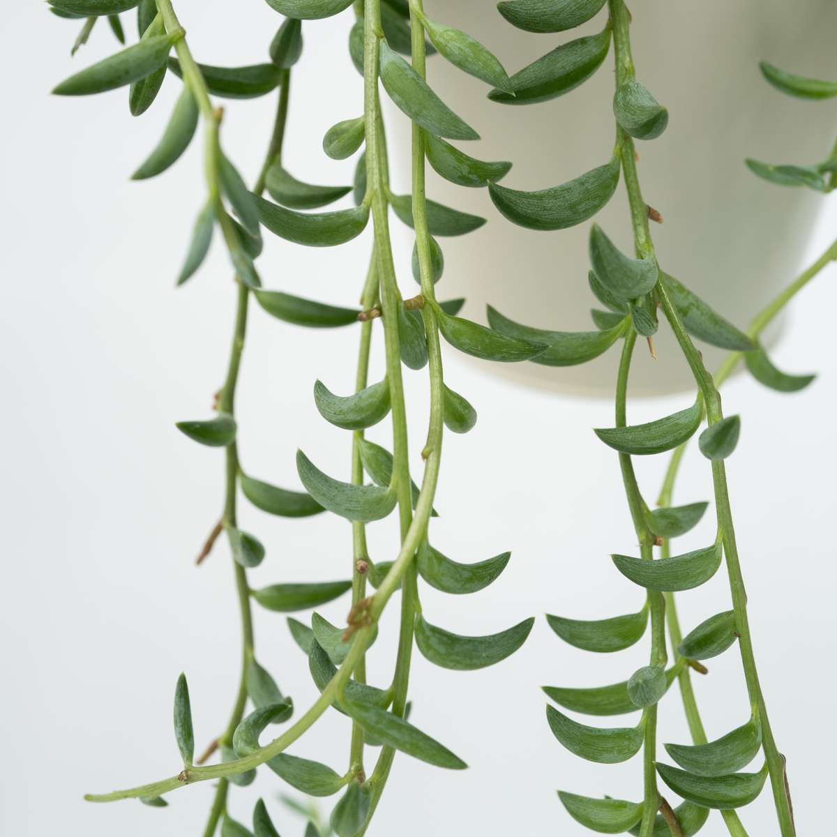 Collier de perles - Senecio radicans - Hauteur 10-20cm - ⌀12cm
