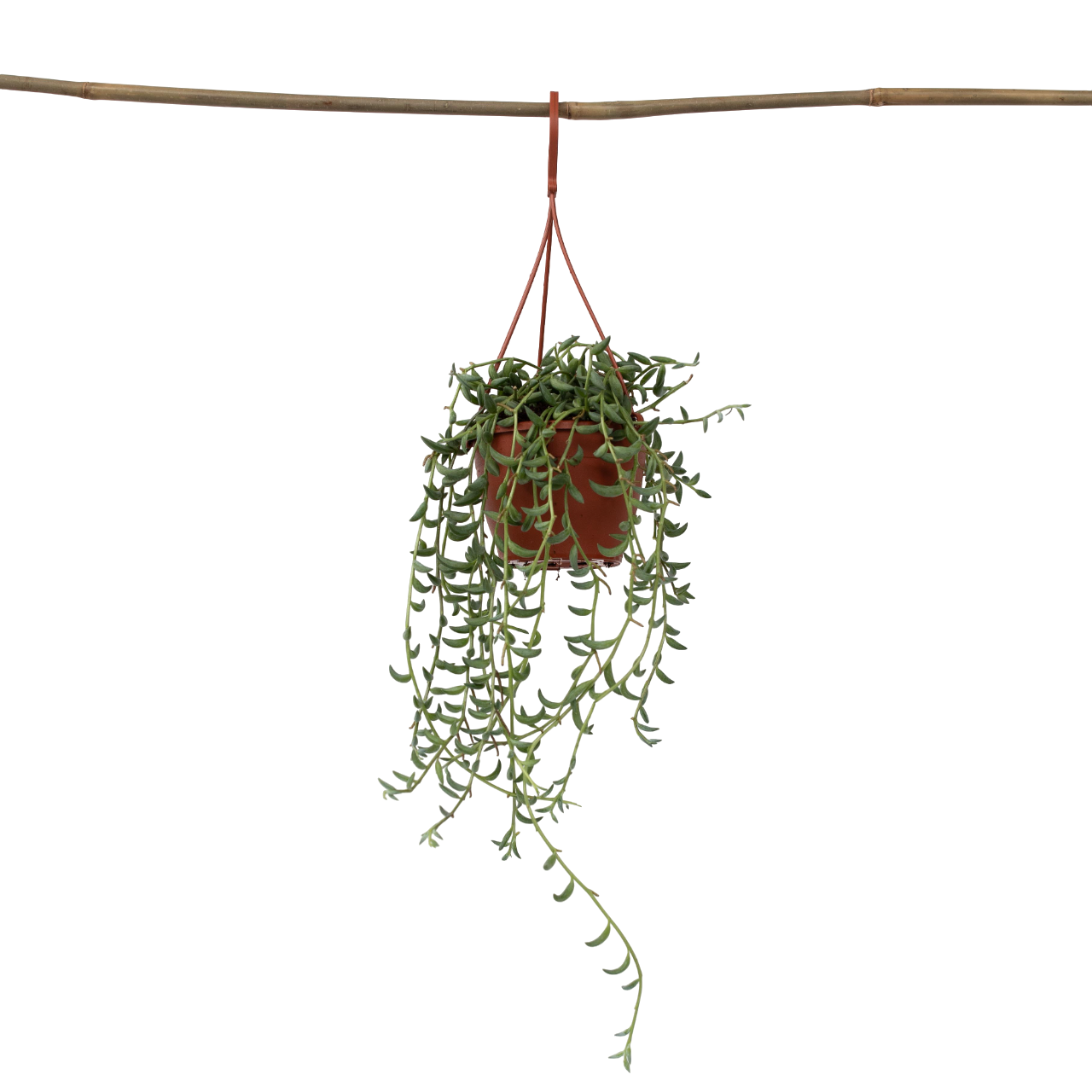 Collier de perles - Senecio radicans - Hauteur 10-20cm - ⌀12cm