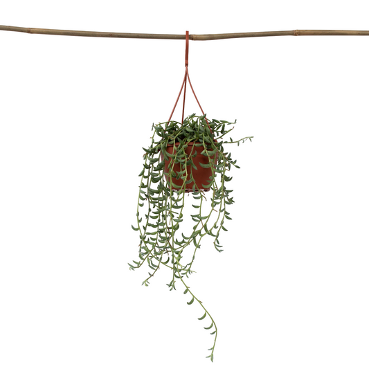 Collier de perles - Senecio radicans - Hauteur 10-20cm - ⌀12cm