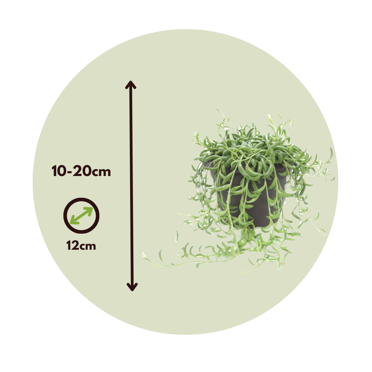 Collier de perles - Set de 2 - Senecio radicans - Hauteur 10-20cm - ⌀12cm