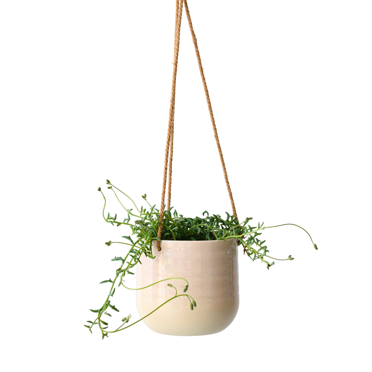 Plante tortue - Senecio peregrinus - Hauteur 10-20cm - ⌀12cm