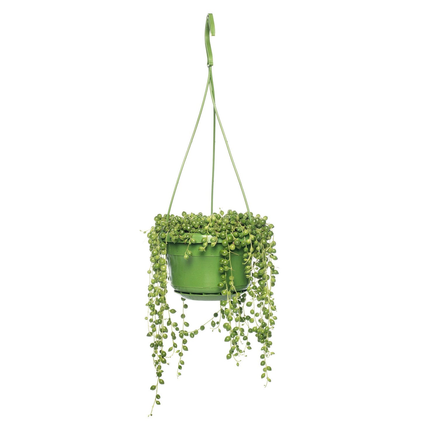String of Pearls - Senecio rowleyanus - Height 20-30cm - ⌀14cm