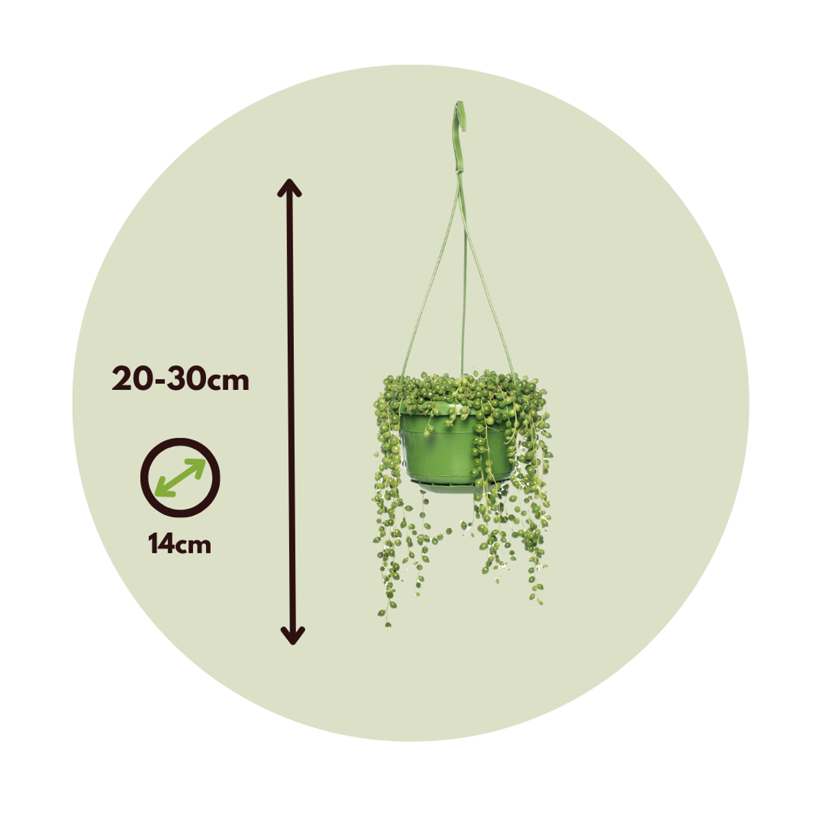 String of Pearls - Senecio rowleyanus - Height 20-30cm - ⌀14cm